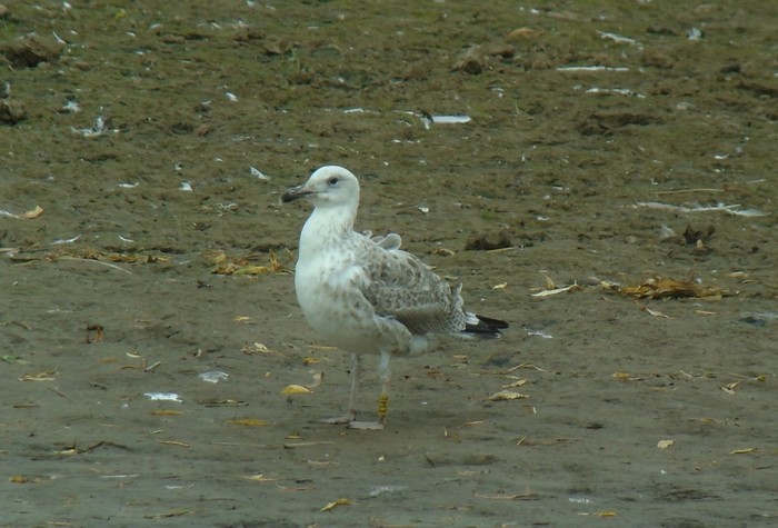 Caspian Gull