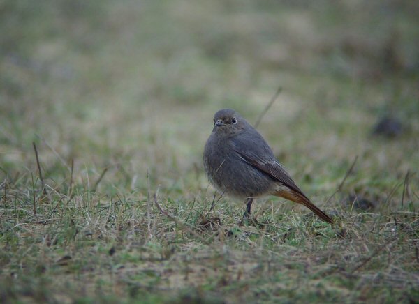 Black Redstart