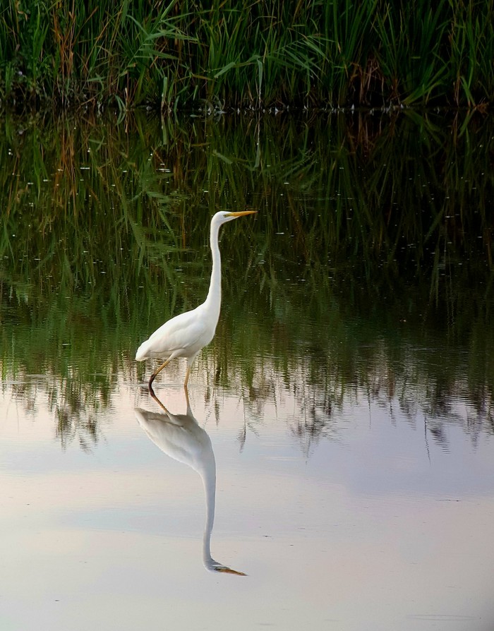 Great White Egret