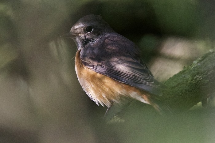 Redstart