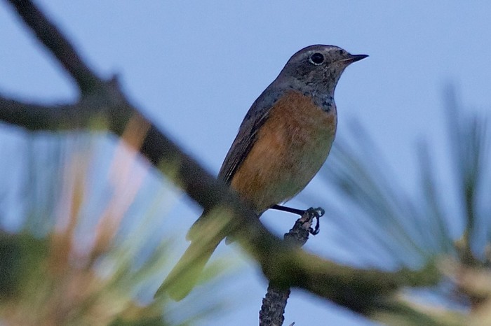 Redstart