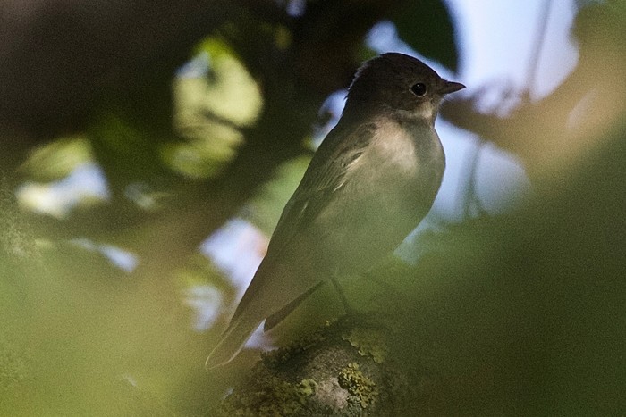 Pied Flycatcher
