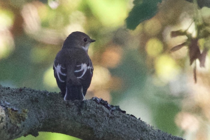Pied Flycatcher