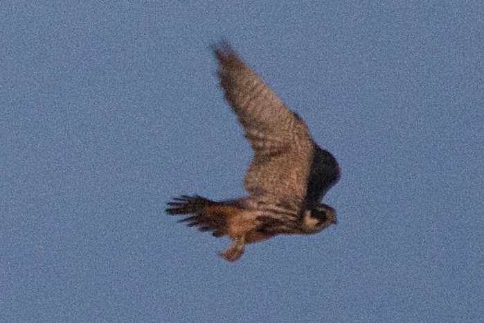 Hobby