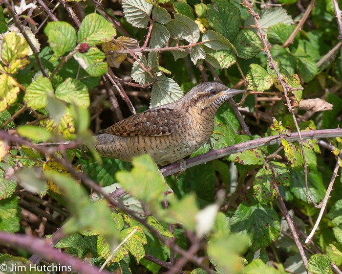 Wryneck