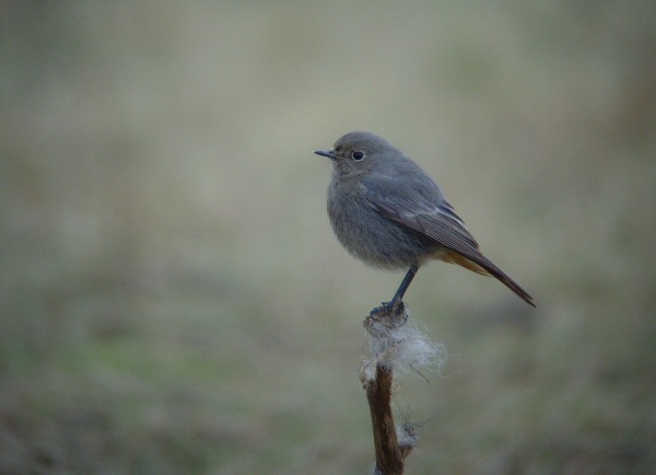 Black Redstart