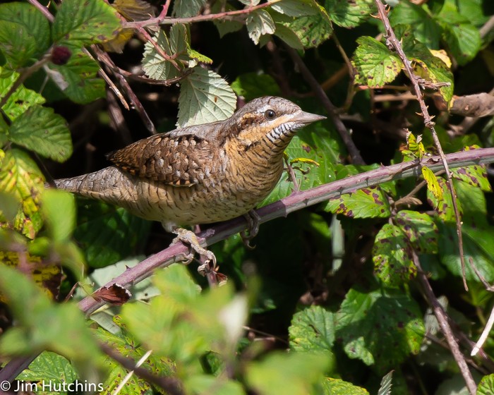 Wryneck