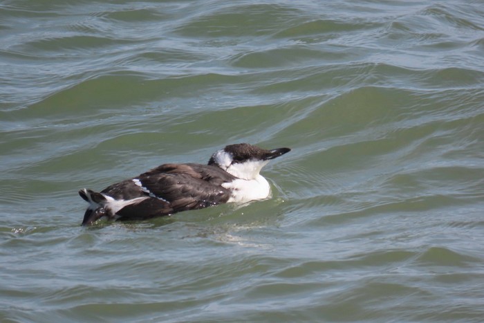 Guillemot
