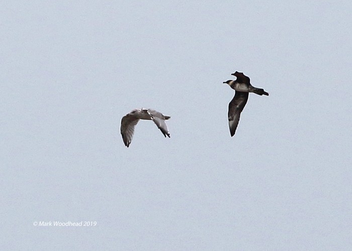 Pomarine Skua