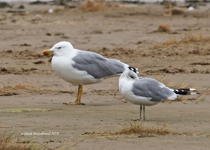 Yellow-legged Gull