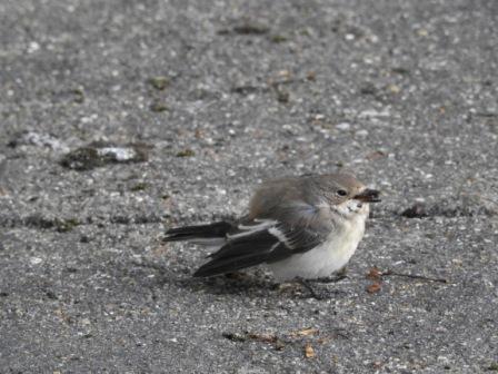 Pied flycatcher 