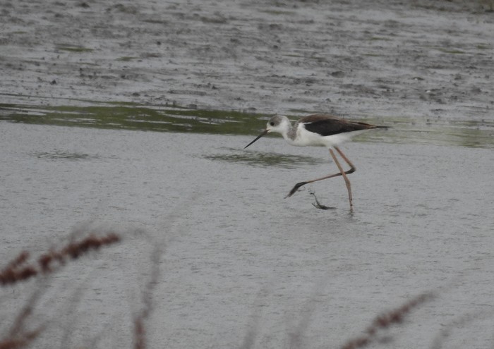 Black-winged Stilt