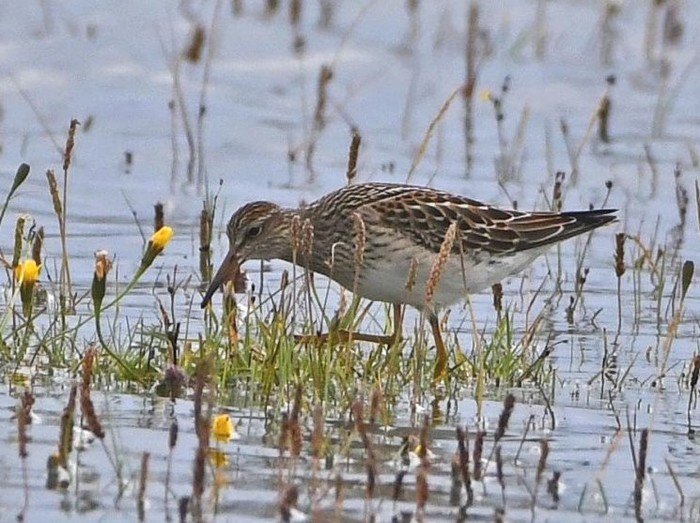 Pectoral Sandpiper