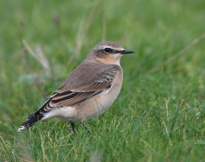 Wheatear