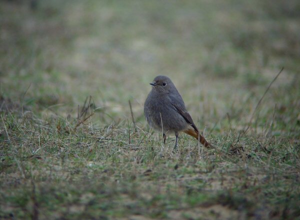 Black Redstart