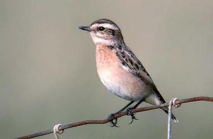 Whinchat