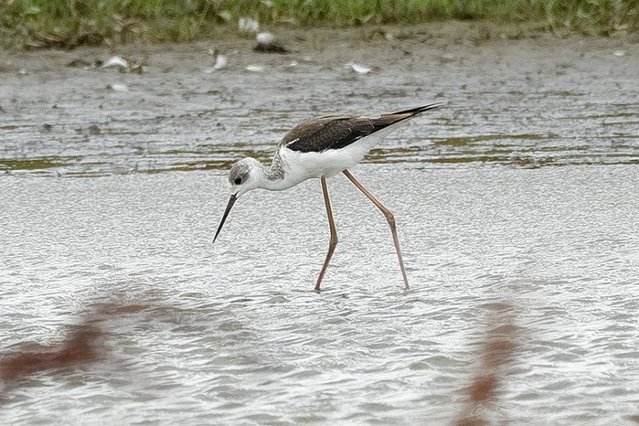 Black-winged Stilt