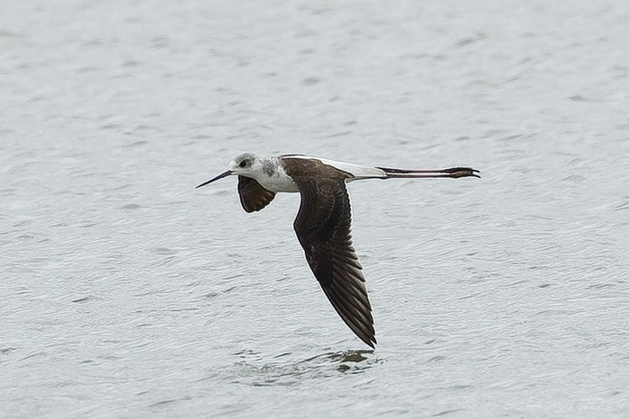 Black-winged Stilt