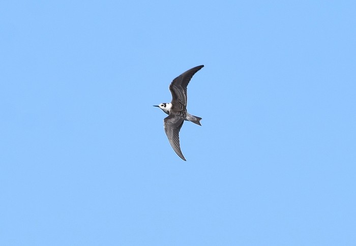 Black Tern