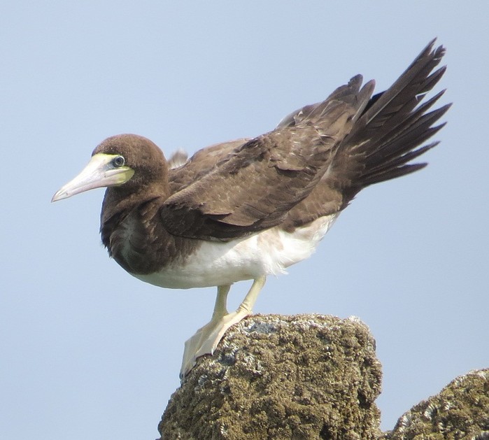 Brown Booby
