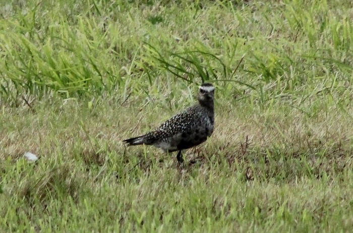 American Golden Plover