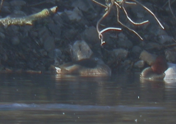 Ring-necked Duck