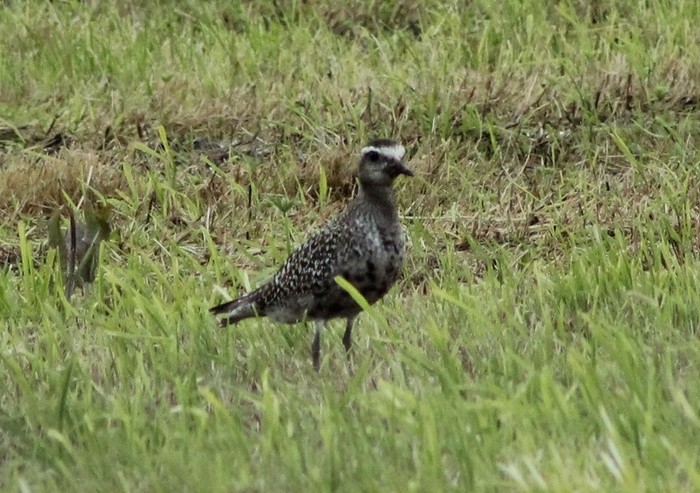 American Golden Plover