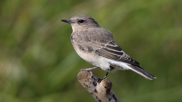 Eastern Black-eared Wheatear