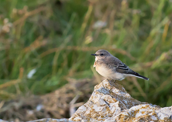 Eastern Black-eared Wheatear