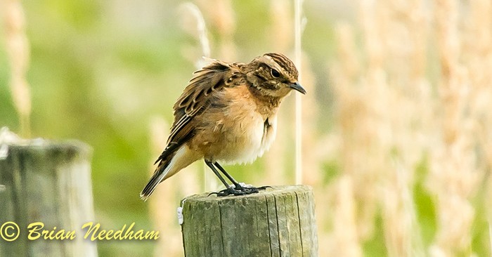 Whinchat