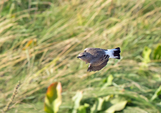 Eastern Black-eared Wheatear