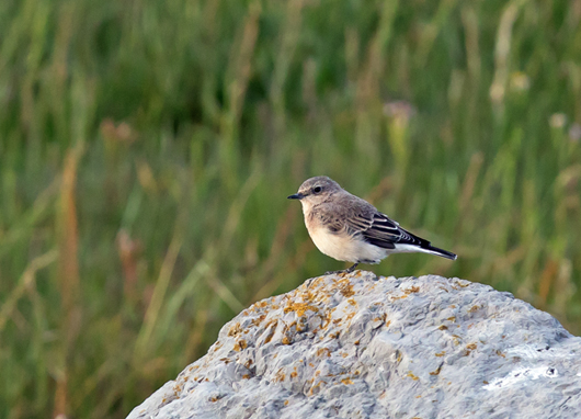 Eastern Black-eared Wheatear