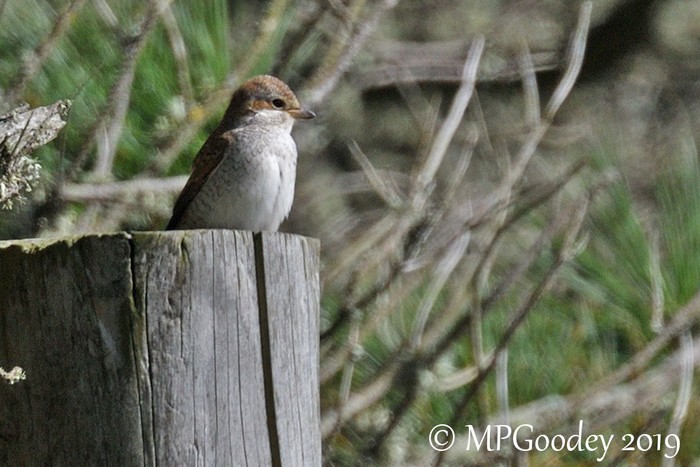 Red-backed Shrike
