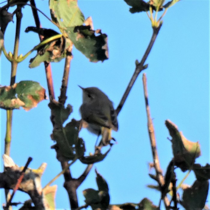 Western Bonelli's Warbler