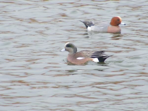 American Wigeon
