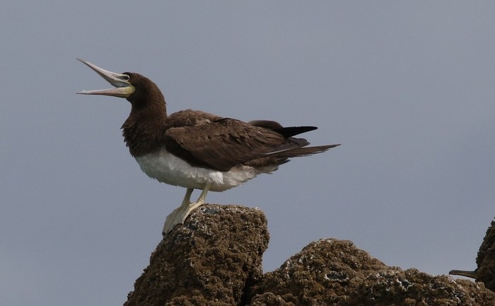Brown Booby