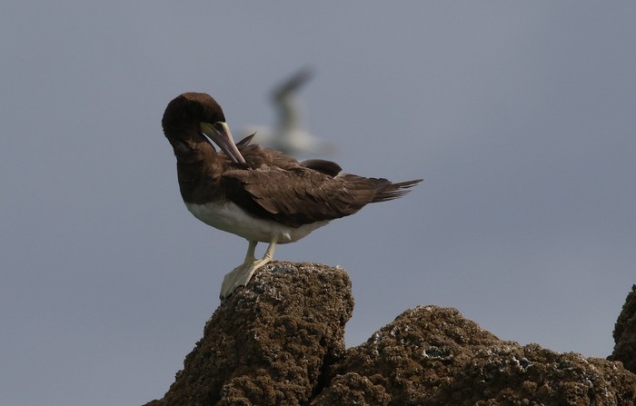 Brown Booby