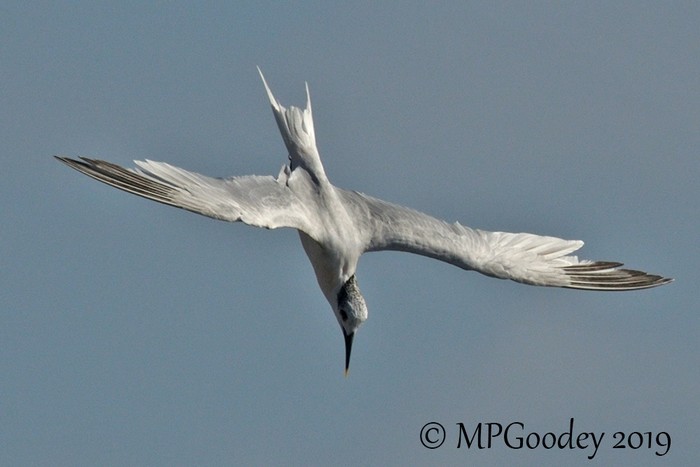 Sandwich Tern