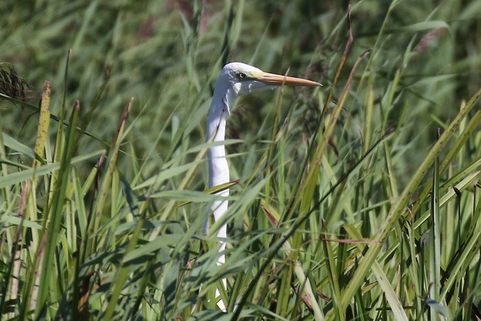 Great White Egret