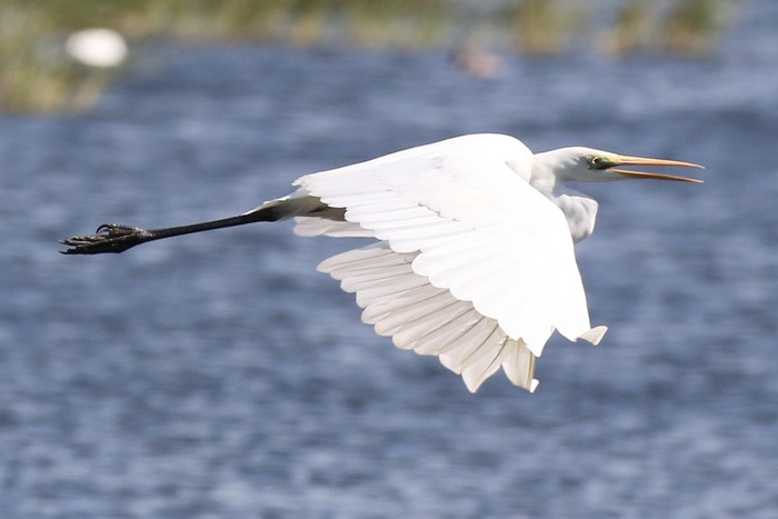 Great White Egret
