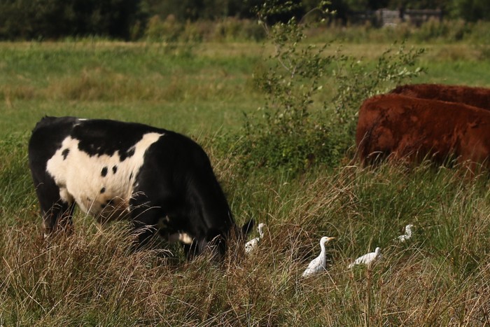 Cattle Egret