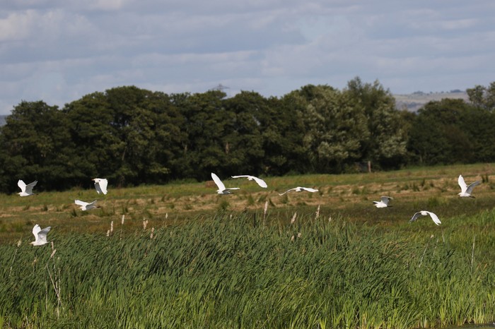 Cattle Egret