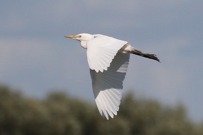 Cattle Egret