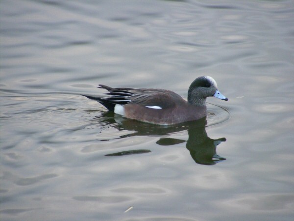 American Wigeon