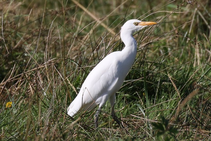Cattle Egret
