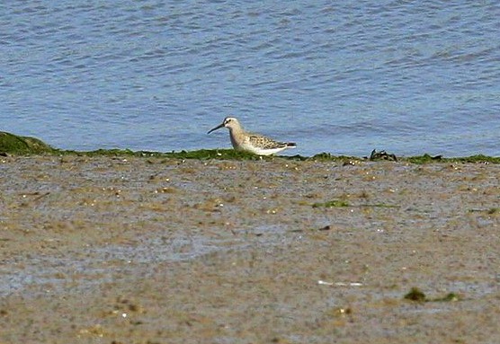 Curlew Sandpiper