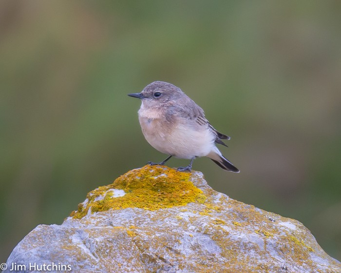 Eastern Black-eared Wheatear