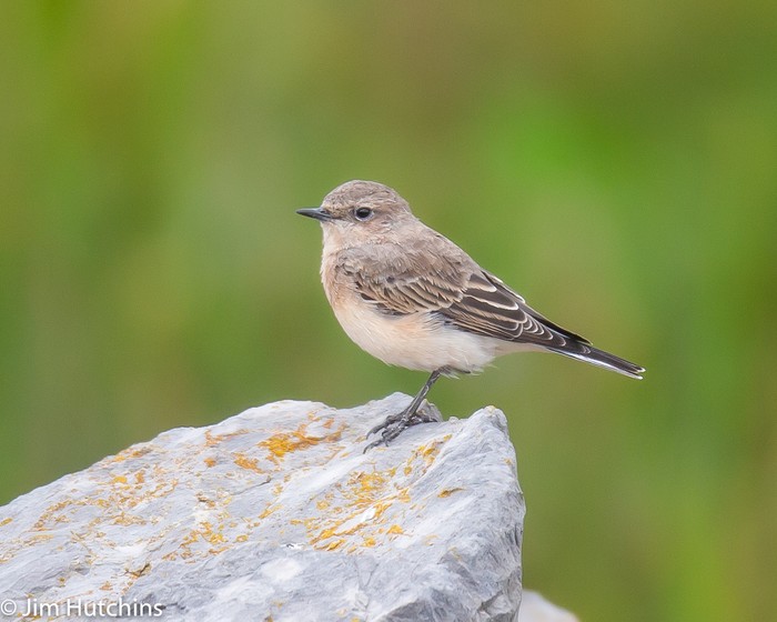 Eastern Black-eared Wheatear