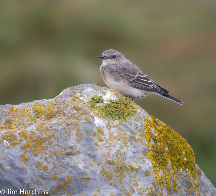 Eastern Black-eared Wheatear