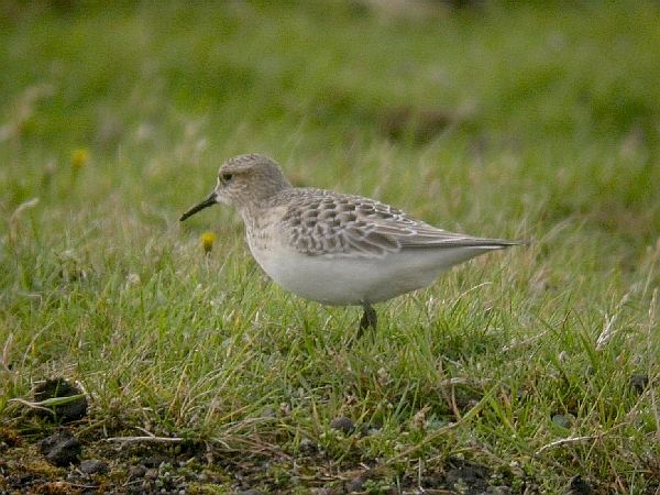 Baird's Sandpiper